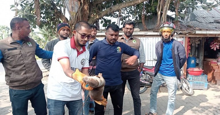 মহিপুরে বিপন্ন প্রজাতির ভোদর উদ্ধার