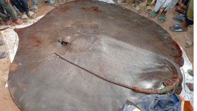 রামগতিতে ধরা পড়ল ২৪০ কেজির বিরল শাপলা পাতা মাছ