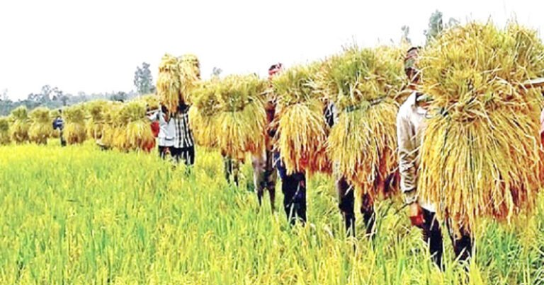 বরিশালে আমন ধানের রেকর্ড ফলন, কিন্তু দরপতনে হতাশ কৃষক