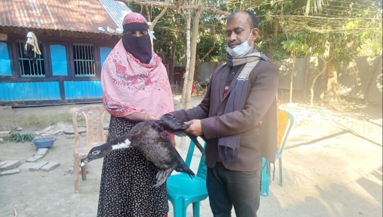 কিস্তির টাকার বদলে নেওয়া হাঁস ফেরত, এনজিওকর্মী বরখাস্ত