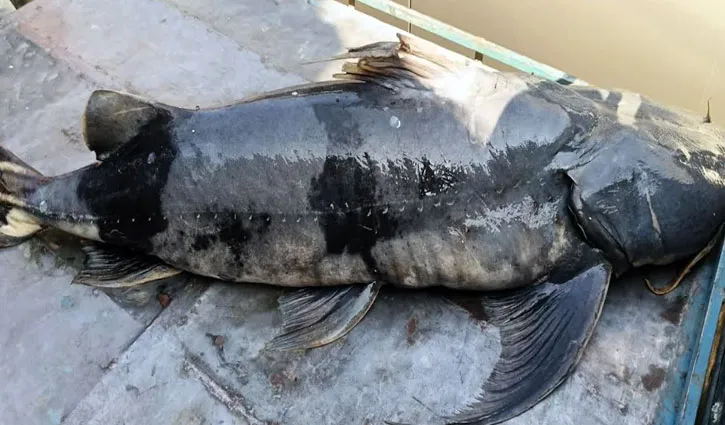 বরগুনায় ফেসবুকে প্রচার চালিয়ে মহাবিপন্ন বাঘা আইর মাছ বিক্রি