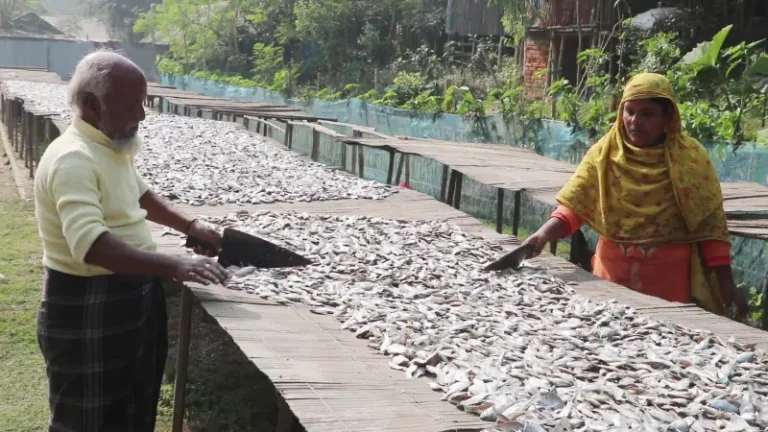 পিরোজপুরে শুঁটকির রাজ্যে ব্যস্ততা, বছরে উৎপাদন ১০০ টনের বেশি