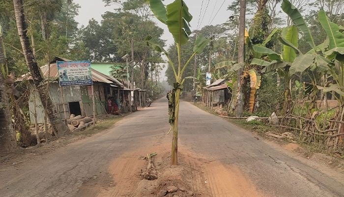 বেতাগীতে বেহাল সড়কে কলাগাছ লাগিয়ে প্রতিবাদ