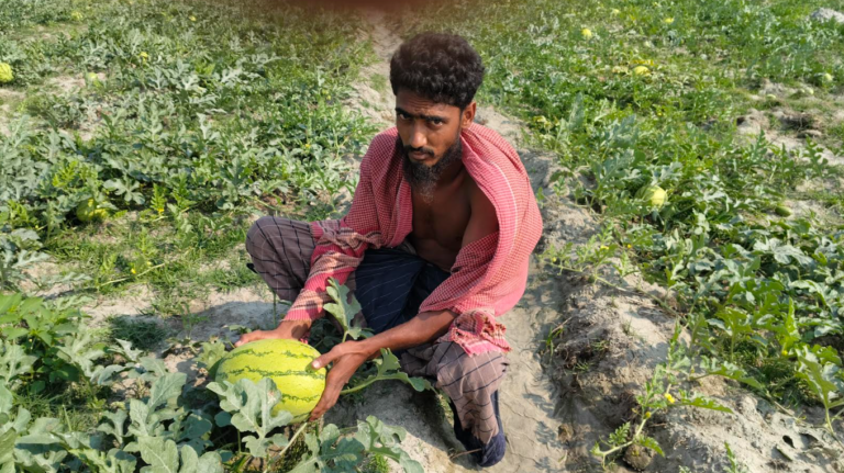 নদীঘেরা চরে তরমুজের সবুজ স্বপ্ন, বদলাচ্ছে চরফ্যাশনের কৃষিজীবন