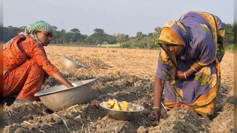 সার–কীটনাশকের মূল্যবৃদ্ধিতে চাপে বরগুনার আলু চাষিরা