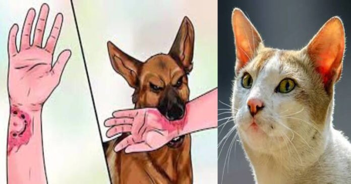 বরিশালে কুকুর ও বিড়ালের কামড়ের ভ্যাকসিনের সংকট, সাধারণ মানুষ চরম ভোগান্তিতে