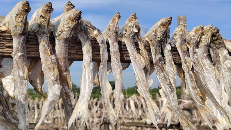 শুঁটকির স্বর্ণখনি চিথলিয়া, বছরে উৎপাদন শতাধিক টন