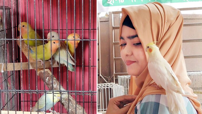 শখের খাঁচা থেকে স্বপ্নের খামার: পাখি পালনে সাবলম্বী দম্পতি পিরোজপুরে