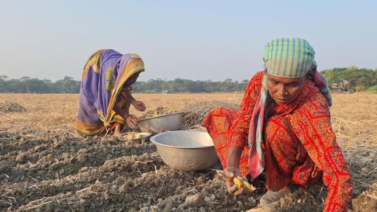 বরগুনায় আলু চাষে ভাটা, বাড়তি খরচে দুশ্চিন্তায় কৃষকরা