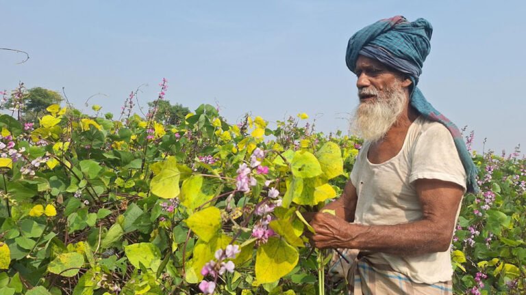তালতলীর ‘ভাইরাস আক্রমণে কোটি টাকার ক্ষতি: কৃষকরা দেনার মধ্যে বিপর্যস্ত