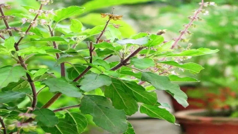 শীতে সর্দি-কাশি বাড়লে ভরসা হতে পারে তুলসী পাতা