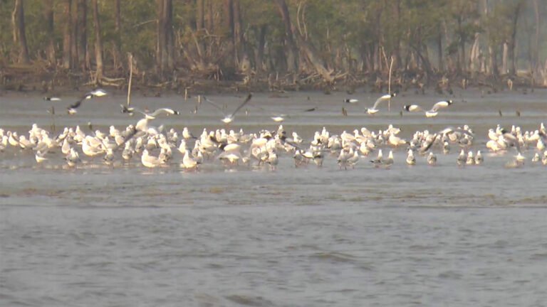 অনিরাপদ উপকূলে অস্তিত্ব সংকটে অতিথি পাখি