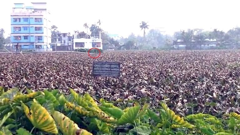 বরিশালে শতবর্ষী দীঘি ভরাট, পরিবেশ বিপর্যয়ের শঙ্কা