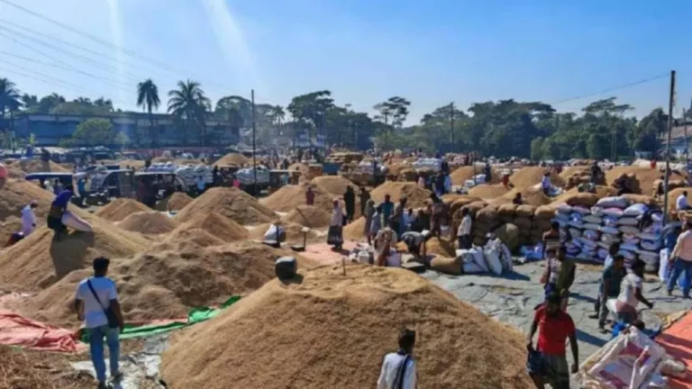 ধানের দামে ধস, মাঠের ঘামে ভাসছে হতাশা পটুয়াখালীর হাটে কৃষকের কান্না