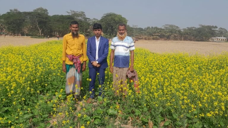 বরগুনায় সরিষার বেশি ফলনে কৃষক খুশি, লাভে মুখরোচক দৃশ্য