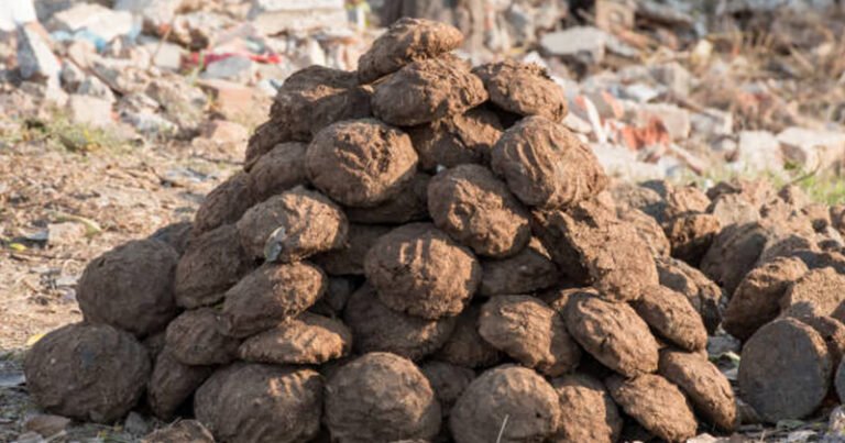 উজিরপুরের লোককথায় আজও বেঁচে আছে ‘ঘইড্যা’