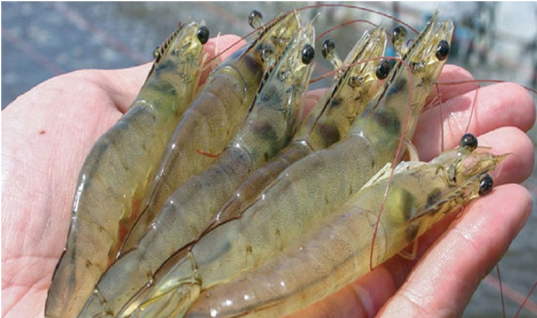 দেশে ভেনামি চিংড়ি চাষ স্থগিত করেছে সরকার