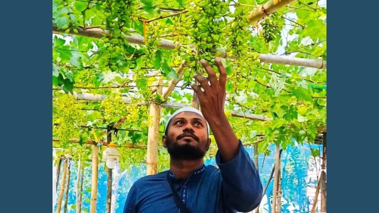 বরিশালের ছাদে বিদেশি আঙুরের বাগান, মিলছে সাফল্যের নতুন স্বপ্ন