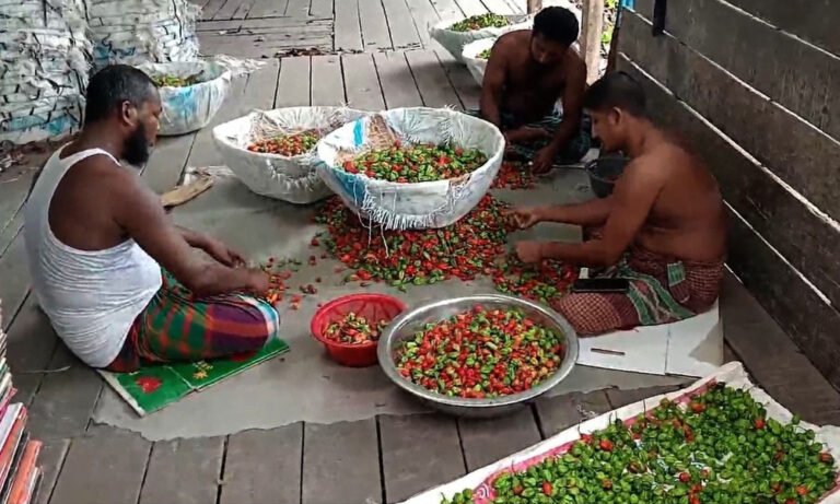 পিরোজপুরের বোম্বাই মরিচ এখন বিশ্ববাজারে