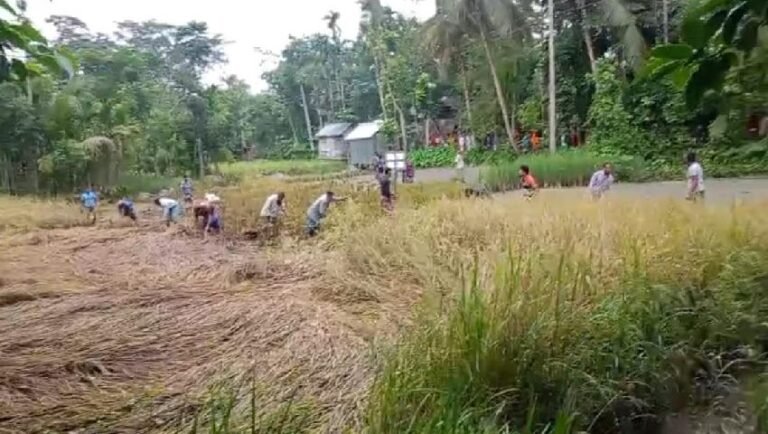 আদালতের নিষেধাজ্ঞা উপেক্ষা করে বিরোধপূর্ণ জমির ধান কাটার অভিযোগ