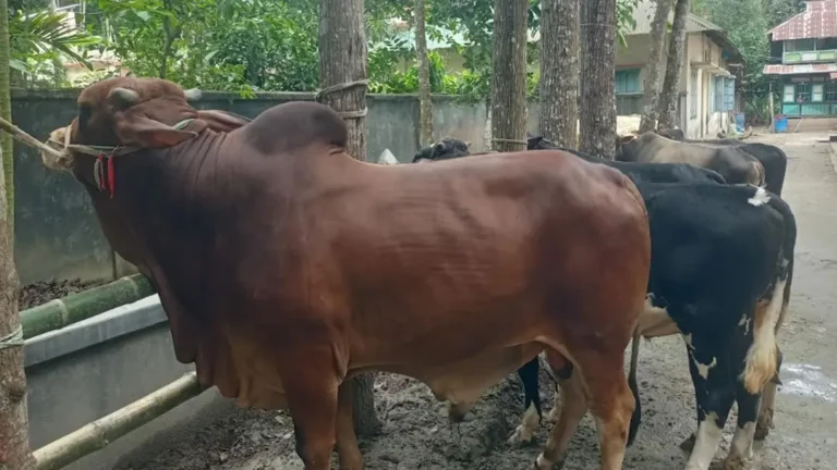 চাকরি ছেড়ে সফল খামারি, কুরবানির হাট মাতাতে প্রস্তুত ১ টনের ‘লাল মিয়া’
