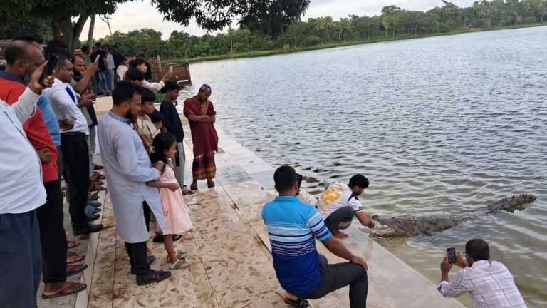 শিশু মৃত্যুর পর সিদ্ধান্ত, মাজারের কুমির যাচ্ছে সুন্দরবনে